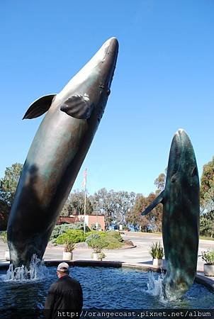 Birch Aquarium 017