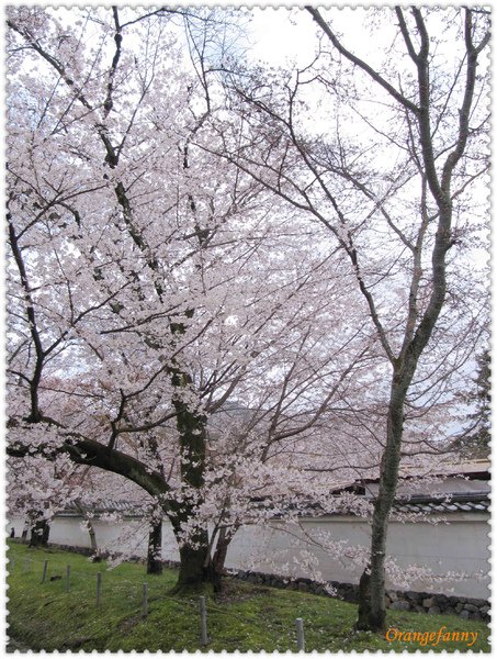 櫻京都-060.jpg
