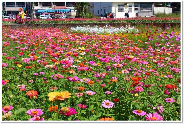 蘆竹花海8.JPG