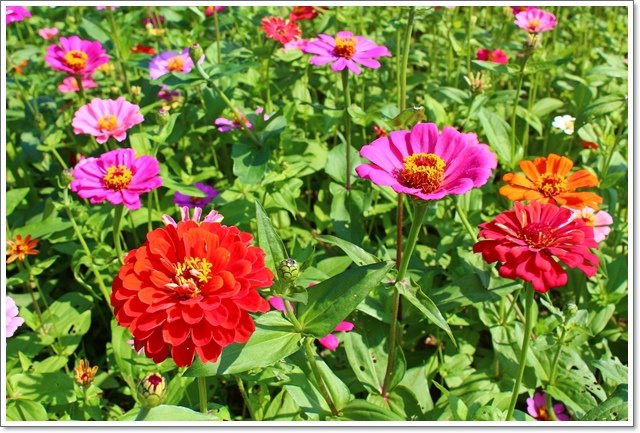 蘆竹花海9.JPG