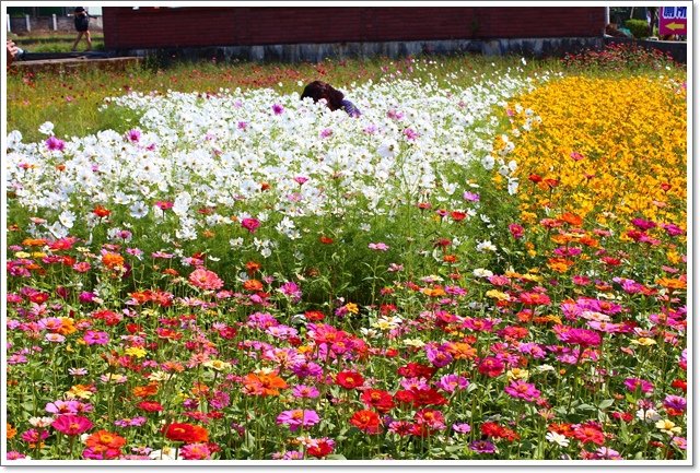 蘆竹花海10.JPG
