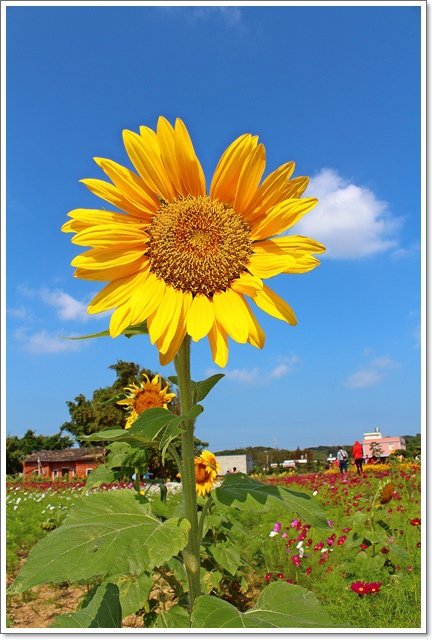 蘆竹花海22.JPG
