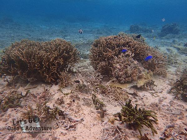 青之洞窟屋浮潛,青之洞窟屋潛水,沖繩浮潛,沖繩潛水,沖繩青之洞窟屋