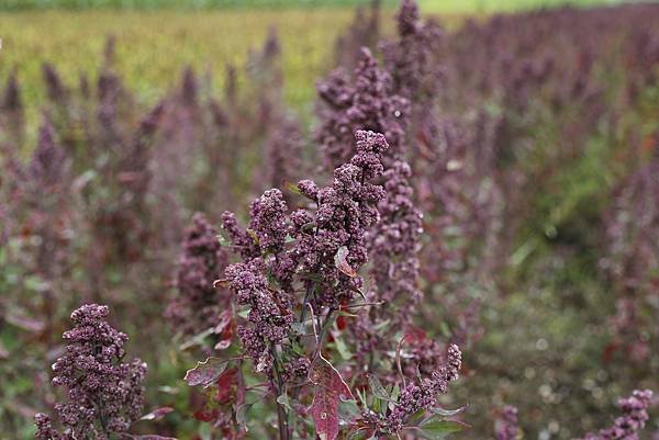 MaxPixel.freegreatpicture.com-Food-Eat-Agriculture-Arable-Field-Quinoa-897678.jpg