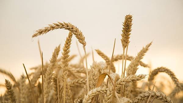 wheat-867612_1920.jpg