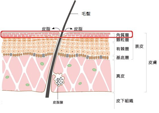 角質層