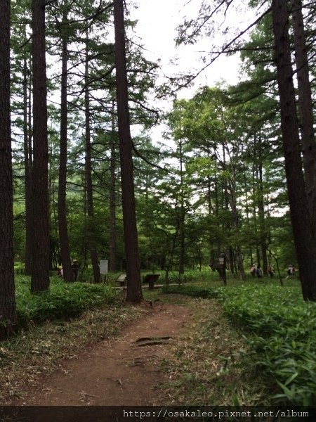 14關東D6.1 日光 二荒山神社中宮 湯元溫泉 奧日光濕原