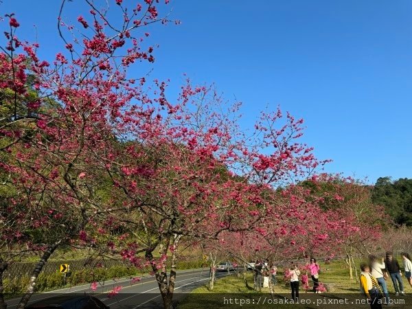 台七丙櫻花 2024