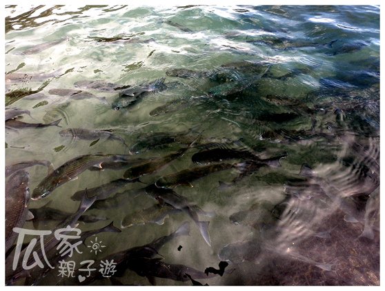 富山護魚區_04.jpg