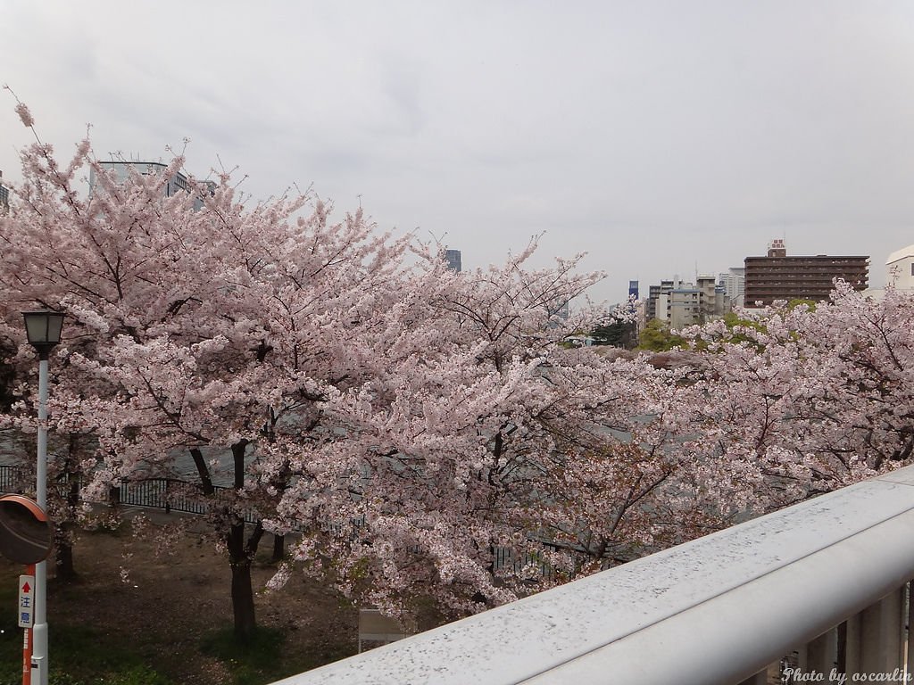 DSC00875.jpg