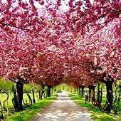 blossom