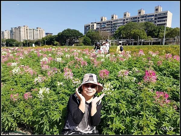 2024古亭河濱花海
