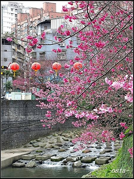 康誥坑溪櫻花大道賞櫻趣