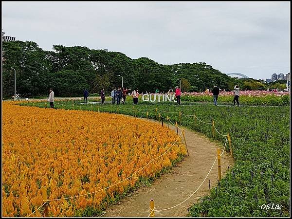 古亭河濱公園花海