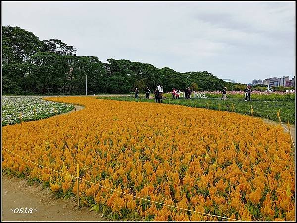 古亭河濱公園花海