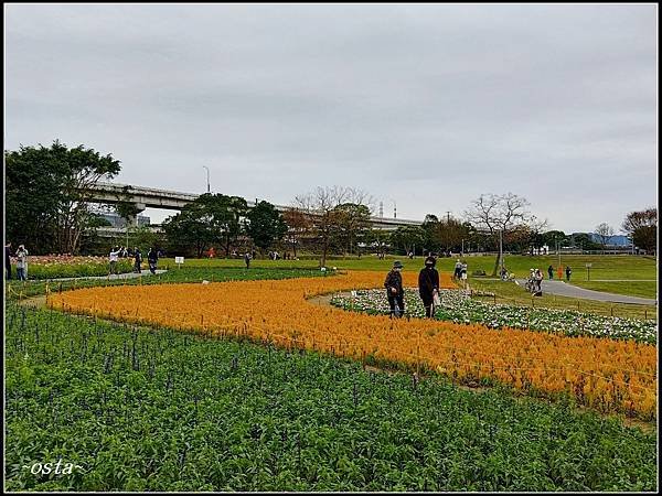 古亭河濱公園花海