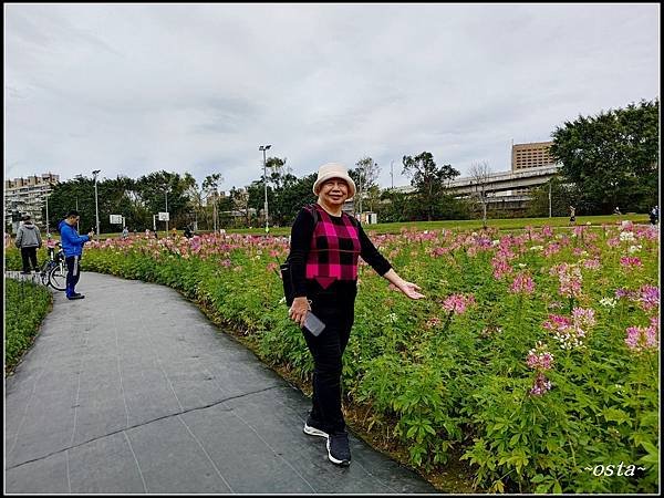 古亭河濱公園花海