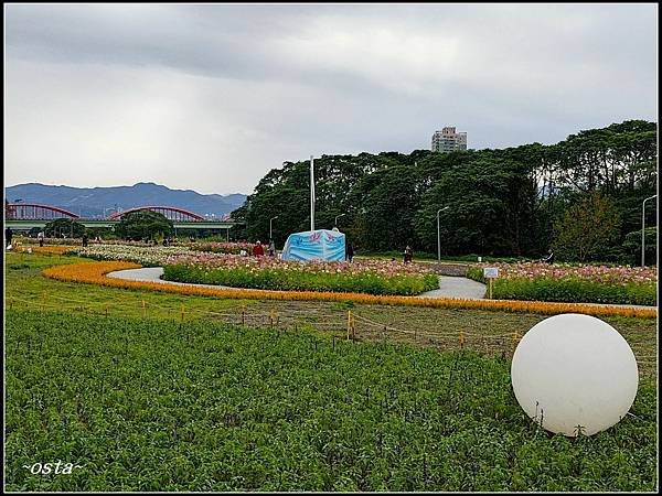 古亭河濱公園花海