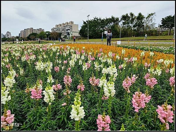 古亭河濱公園花海