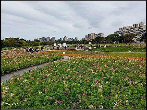 古亭河濱公園花海