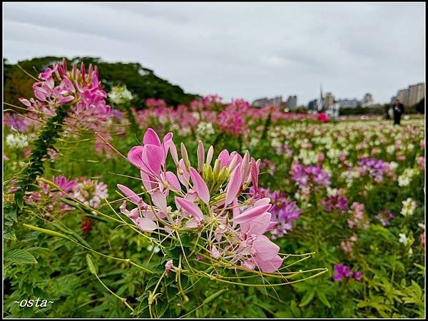 古亭河濱公園花海