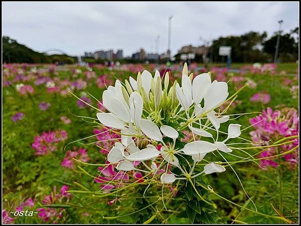 古亭河濱公園花海