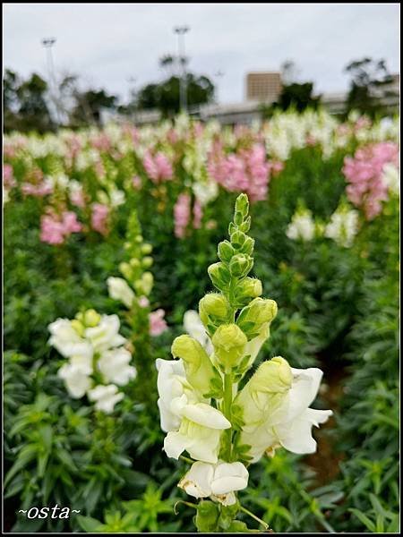 古亭河濱公園花海