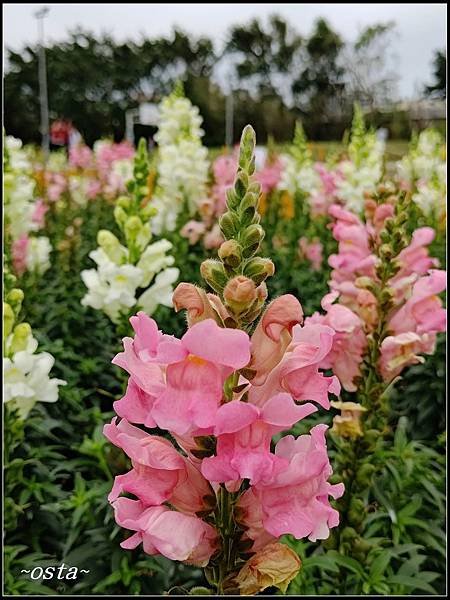 古亭河濱公園花海