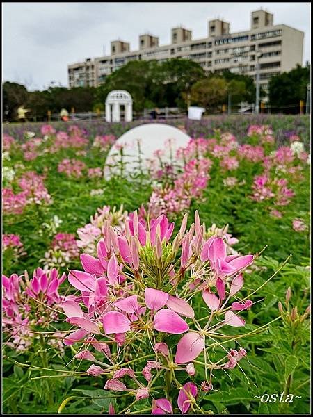 古亭河濱公園花海