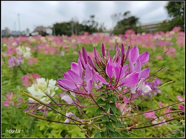 古亭河濱公園花海