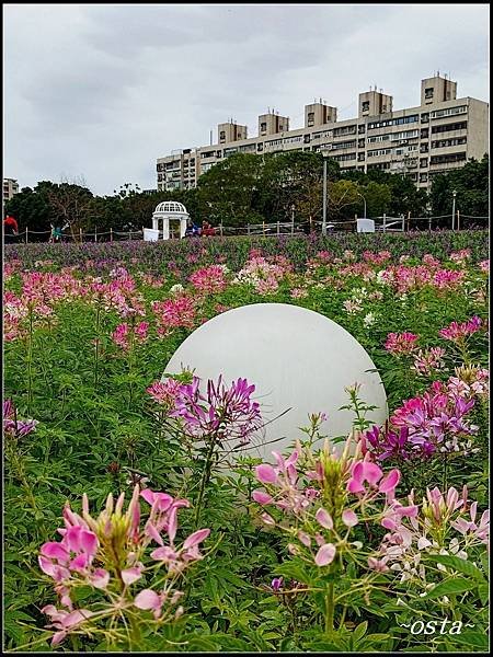 古亭河濱公園花海