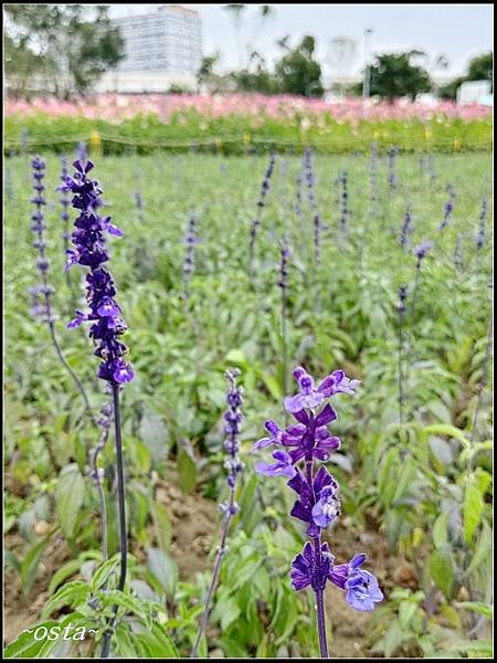 古亭河濱公園花海