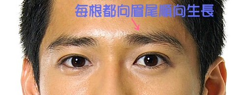 眉毛生長順逆