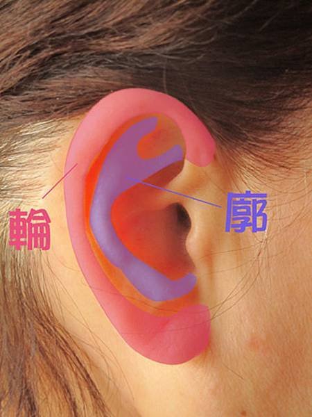 耳朵的輪與廓