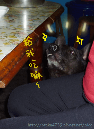 餐桌旁的阿統犬