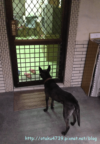 等吃阿統犬
