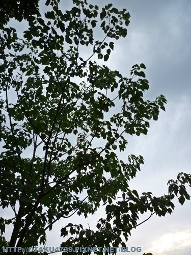 大山牧場