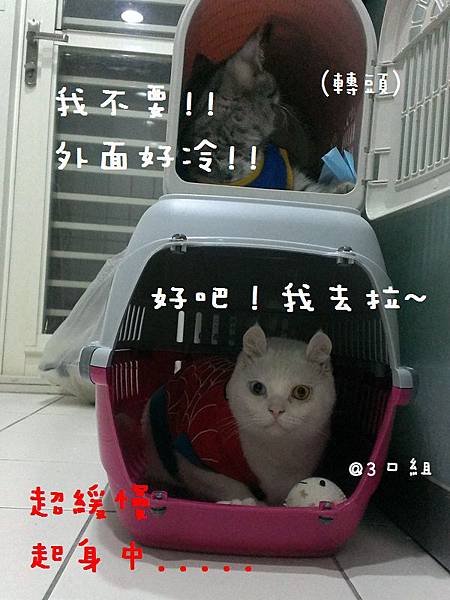IMAG0387