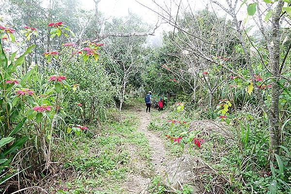 032兩邊紅花顯得小徑格外浪漫.JPG