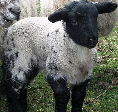 calf.JPG