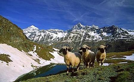 swiss 02.JPG