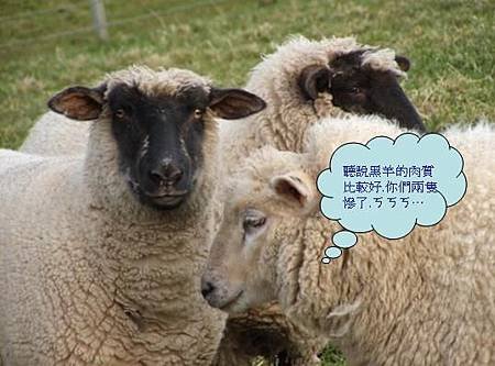 nz01.JPG