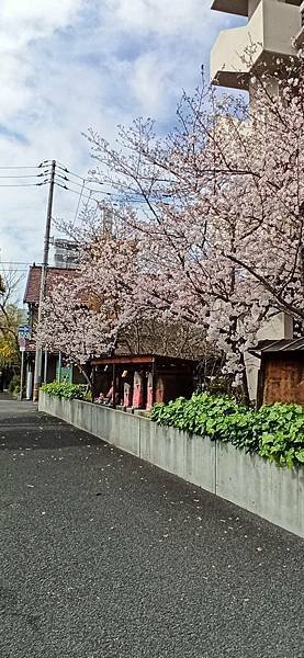 2024/4/7(日)高松：業務超市-栗林公園-鹿之井出水賞