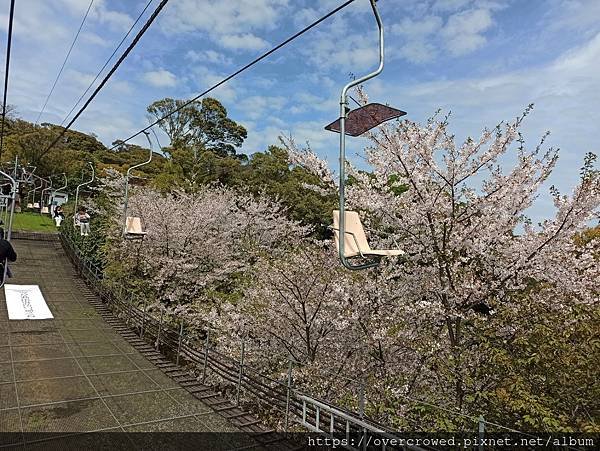 2024/4/11四國愛媛松山：松山城-午餐レストラン野咲-