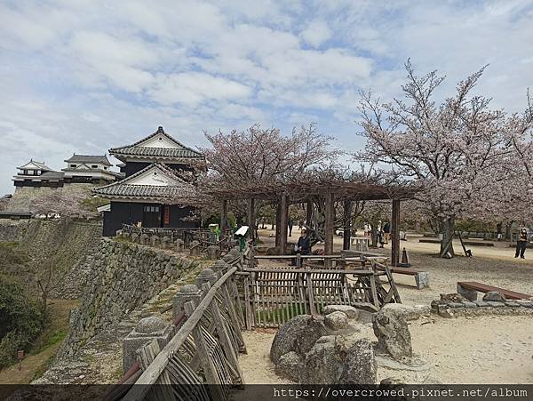 2024/4/11四國愛媛松山：松山城-午餐レストラン野咲-