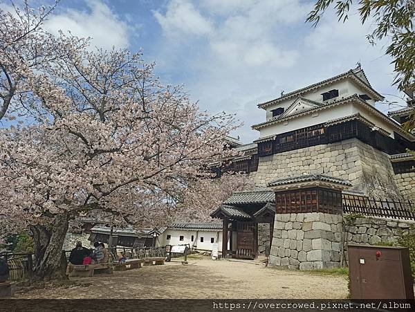 2024/4/11四國愛媛松山：松山城-午餐レストラン野咲-