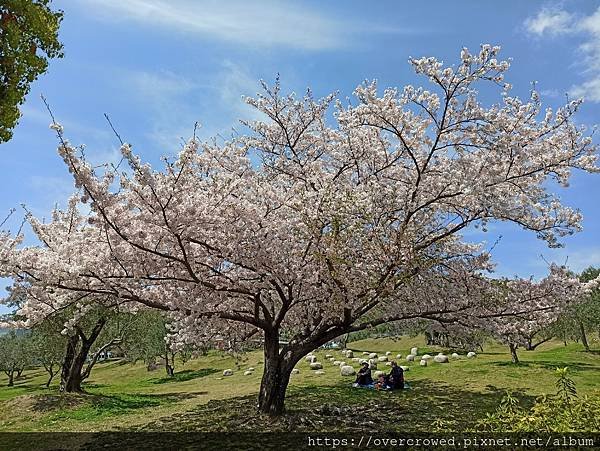 2024/04/12(五)小豆島一日遊~採草莓吃到飽、橄欖公