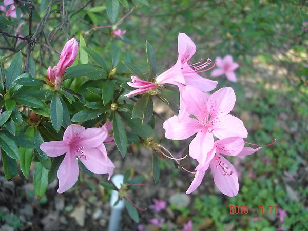 DSC01121.JPG