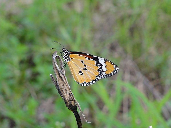 DSC00351.JPG