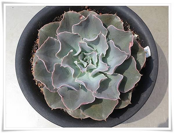 Echeveria morning Light  晨光